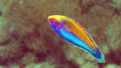 Solar Fairy Wrasse