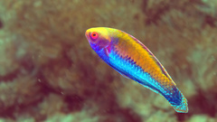 Red-Eye Wrasse photo 1