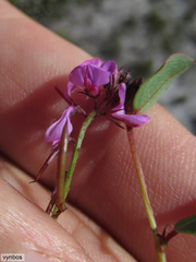 Indigofera ovata