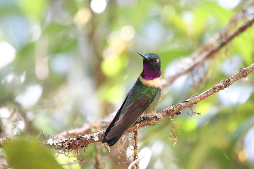 Amethyst-throated Sunangel