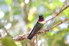 Amethyst-Throated Sunangel photo 4
