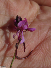 Indigofera ovata