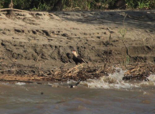 Crested Caracara