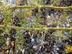 Jacobaea borysthenica