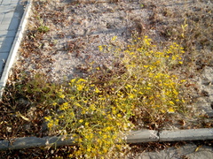 Jacobaea borysthenica