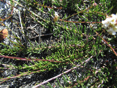 Pseudoselago gracilis