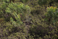 Lobostemon argenteus