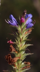 Lobostemon argenteus