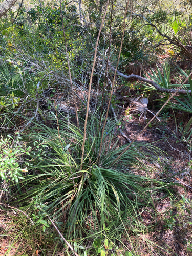 Britton's Beargrass (Nolina brittoniana)