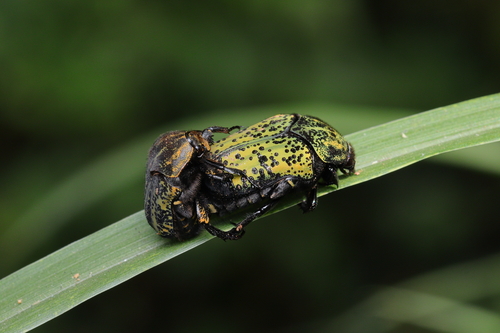 Neocorvicoana reticulata