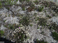 Pseudoselago gracilis