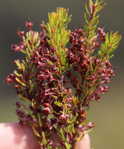 Image of Erica rubiginosa by (c) Tony Rebelo, some rights reserved (CC BY-SA)