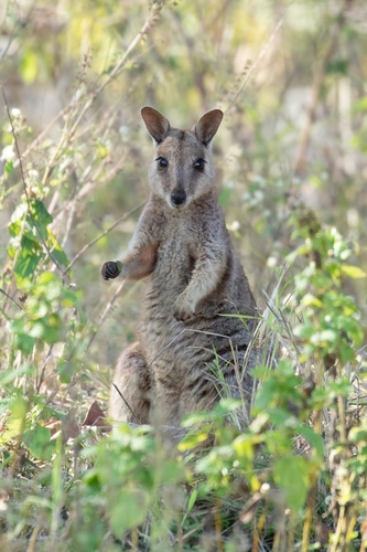 Petrogale assimilis Ramsay, 1877