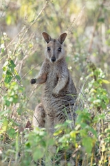 Allied Rock-Wallaby photo 1