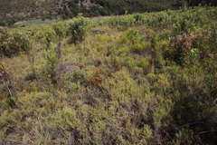 Erica rubiginosa