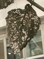 Xanthogaleruca luteola