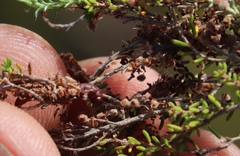 Erica puberuliflora