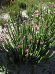 Lachnospermum umbellatum