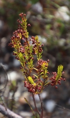 Erica rubiginosa