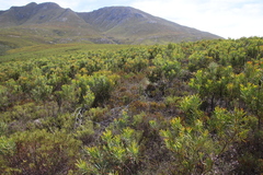 Erica rubiginosa