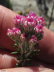 Lachnospermum umbellatum