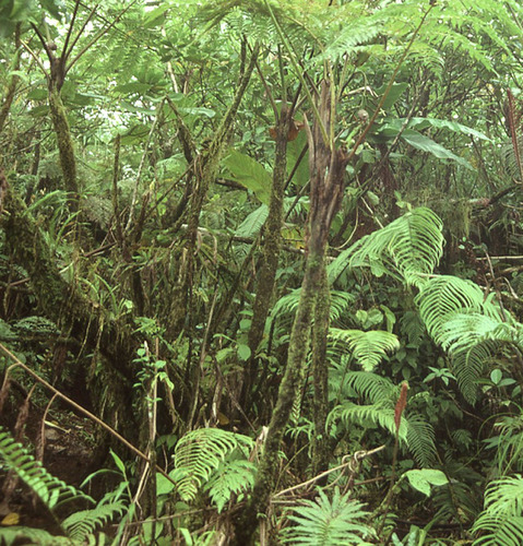 Cyathea decurrens