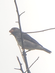 Sporophila schistacea