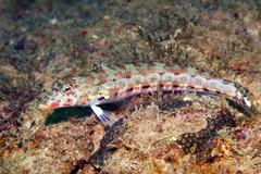 Parapercis clathrata