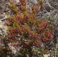 Erica rubiginosa