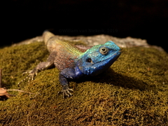 Acanthocercus branchi