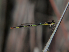Agriocnemis exilis
