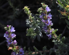 Lobostemon argenteus