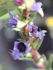 Lobostemon argenteus