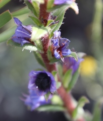 Lobostemon argenteus