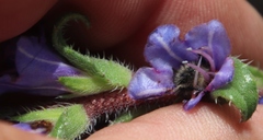 Lobostemon argenteus