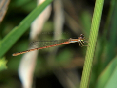 Agriocnemis gratiosa