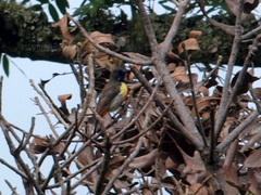 Anthreptes anchietae