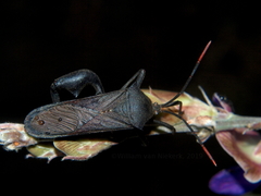 Anoplocnemis curvipes