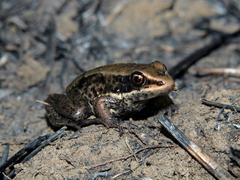 Amnirana darlingi