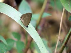 Jamides bochus formosanus
