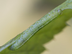 Pristiphora pallidiventris