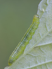 Pristiphora pallidiventris