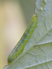 Pristiphora pallidiventris