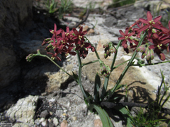 Codonorhiza micrantha