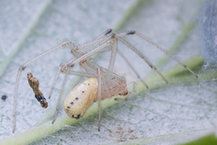 Enoplognatha ovata