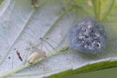Enoplognatha ovata