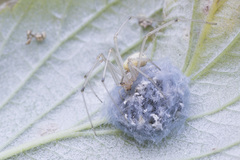 Enoplognatha ovata