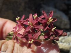 Codonorhiza micrantha