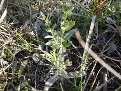 Anchusa arvensis orientalis
