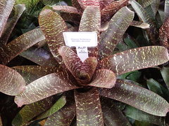 Vriesea fosteriana